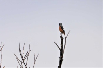 Daurian Redstart 多々良沼 Sun, 12/2/2018