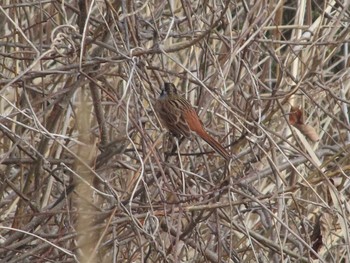 Dusky Thrush Teganuma Sat, 3/2/2024