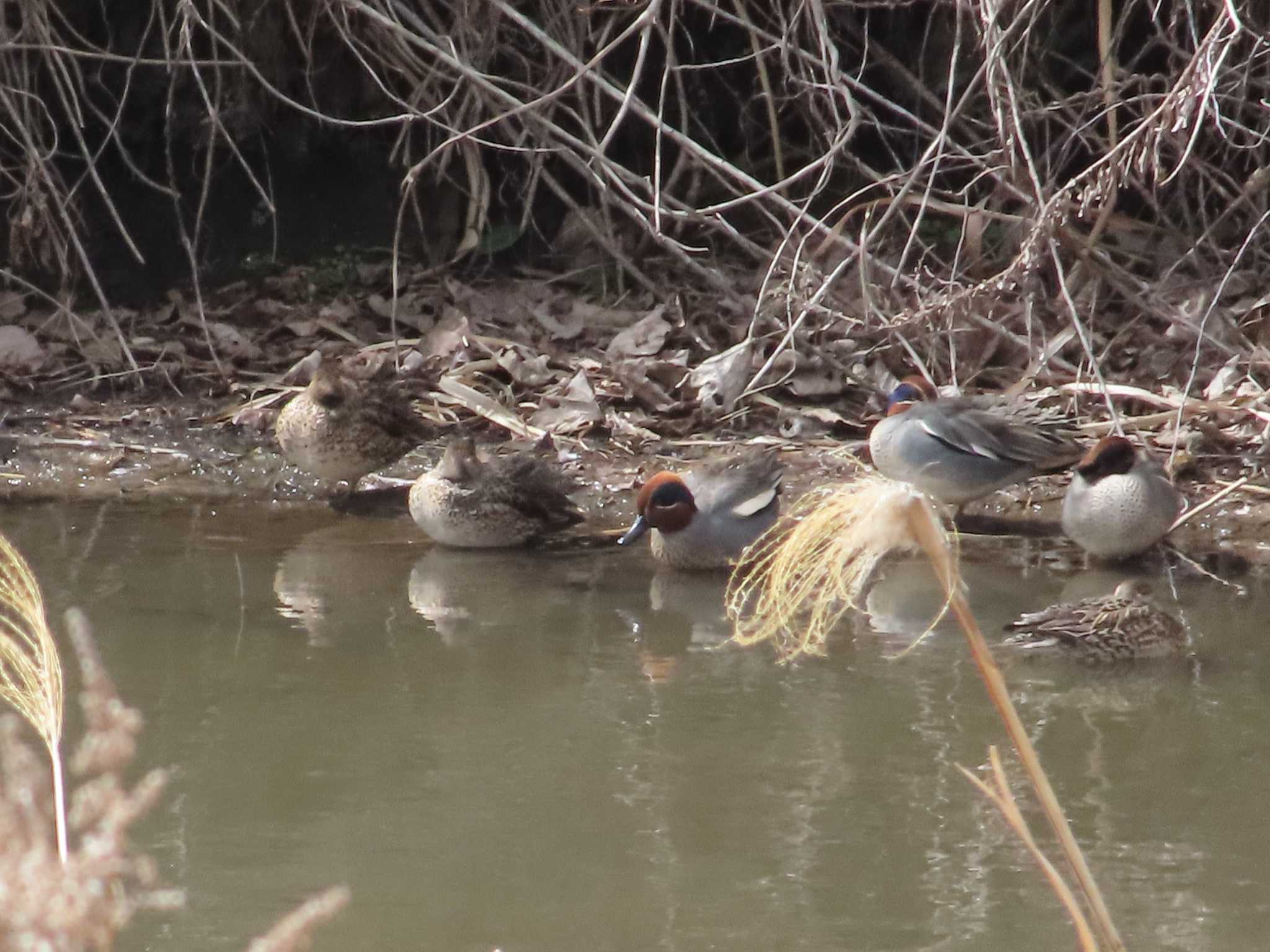 Photo of Eurasian Teal at Teganuma by ゆき