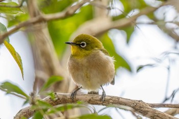 Warbling White-eye 木瀬ダム(愛知県 豊田市) Sat, 3/2/2024