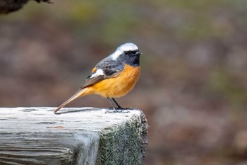 Daurian Redstart 木瀬ダム(愛知県 豊田市) Sat, 3/2/2024