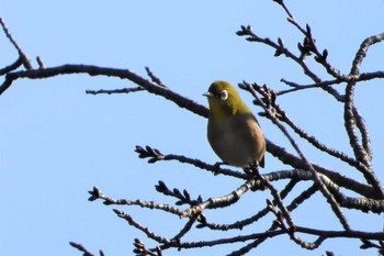 Warbling White-eye 多々良沼 Sun, 12/2/2018