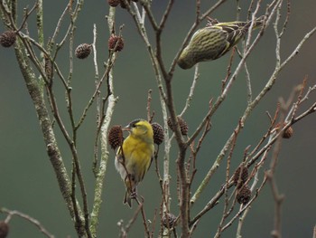 2024年3月2日(土) 日向林道の野鳥観察記録