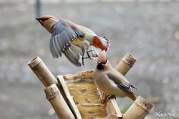 ヒレンジャク 東高根森林公園 2024年3月2日(土)