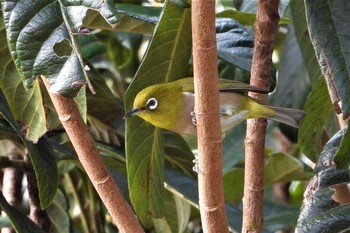 Warbling White-eye 多々良沼 Sun, 12/2/2018