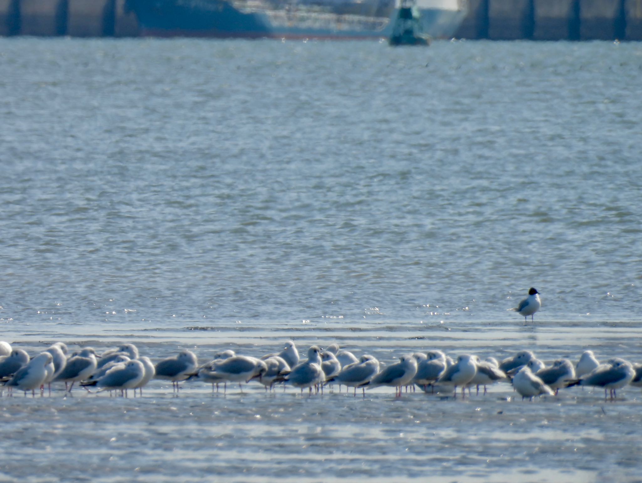 Saunders's Gull