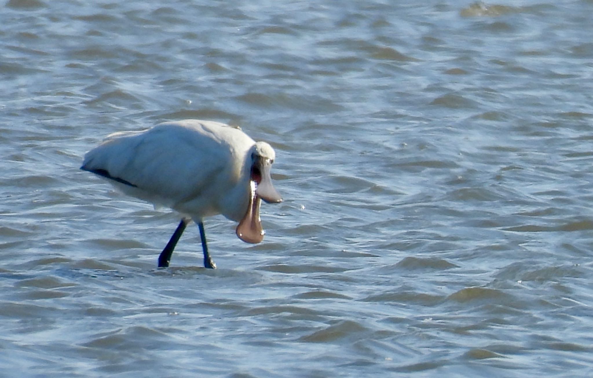 Eurasian Spoonbill