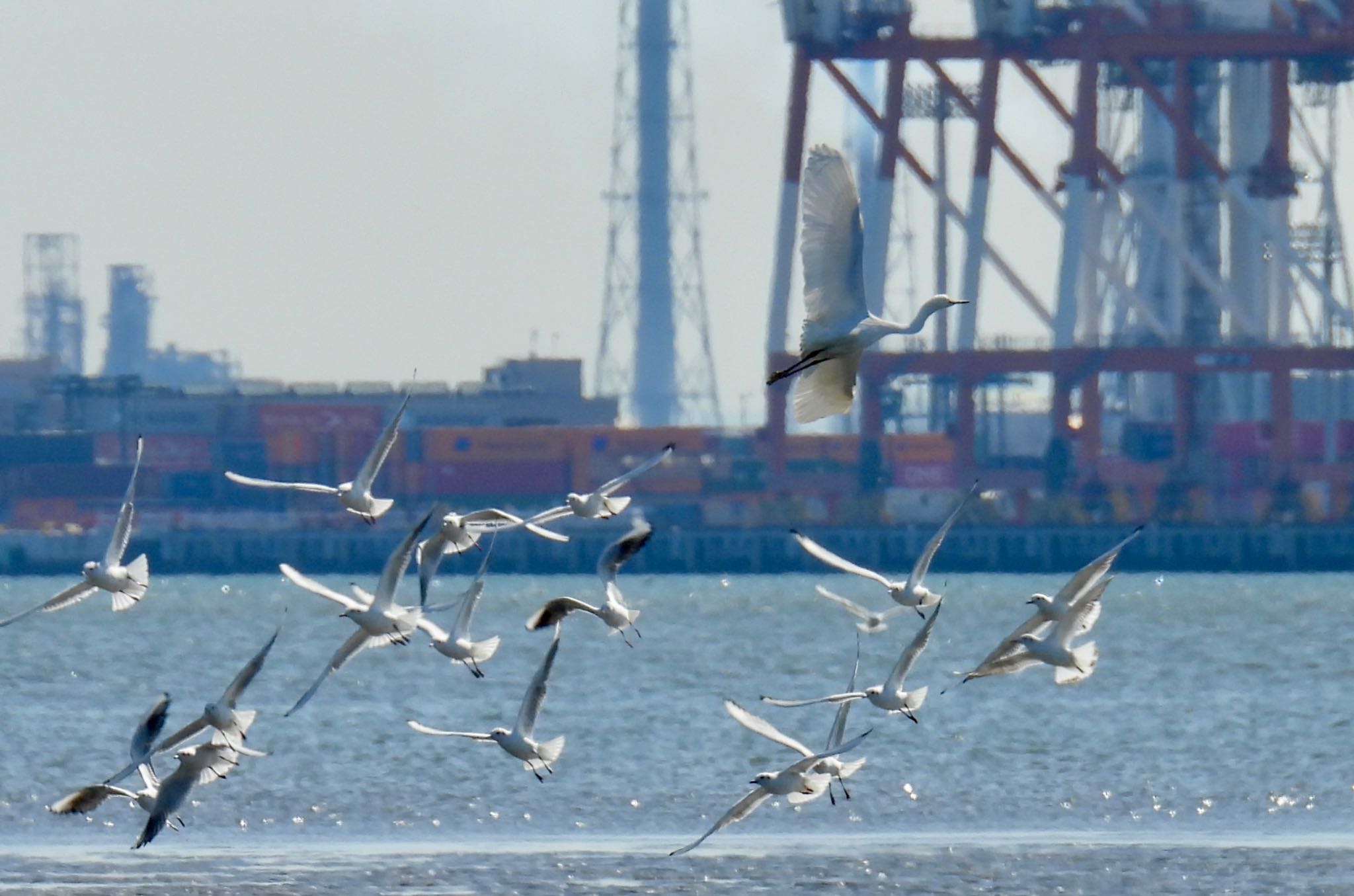 Black-headed Gull