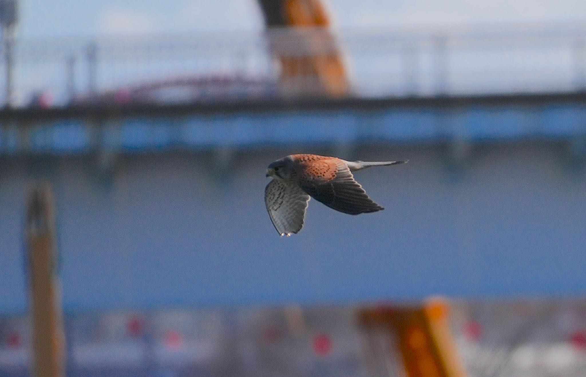 Photo of Common Kestrel at 淀川河川公園 by アルキュオン