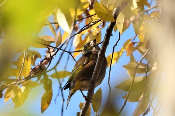 Grey-capped Greenfinch 多々良沼 Sun, 12/2/2018