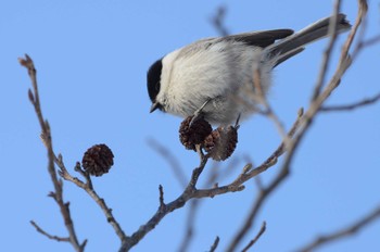 Willow Tit Unknown Spots Sat, 3/2/2024