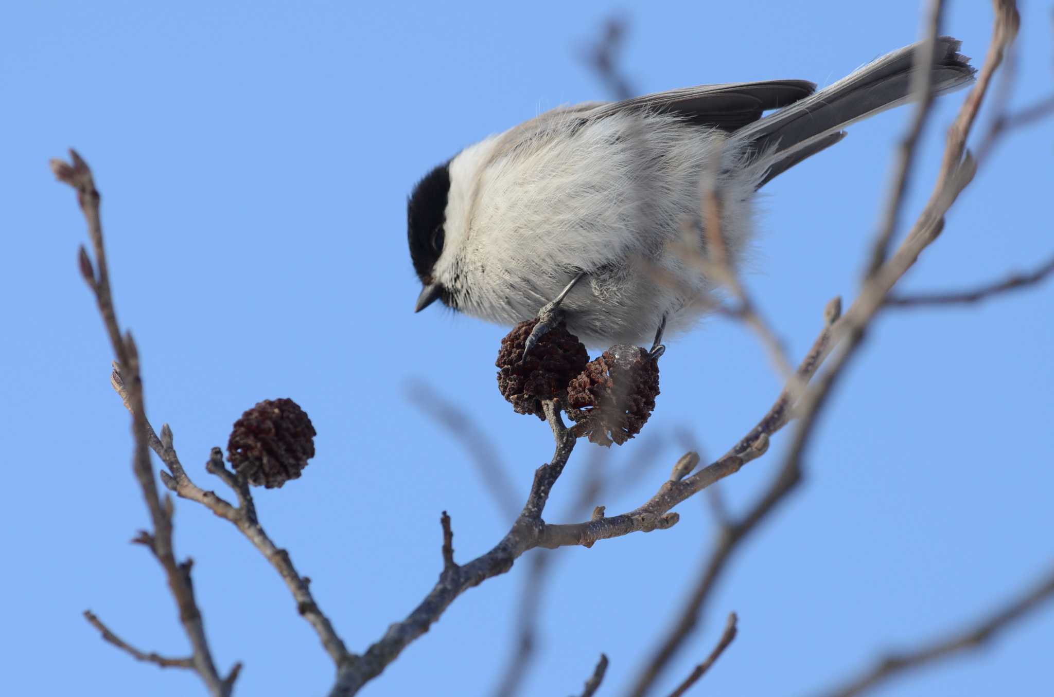 Photo of Willow Tit at  by J