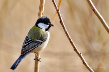 シジュウカラ 昭和記念公園 2024年2月24日(土)