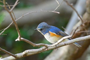 ルリビタキ 馬見丘陵公園 2024年3月2日(土)