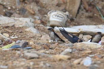 Red-rumped Swallow Phia Oac National Park Wed, 5/3/2023