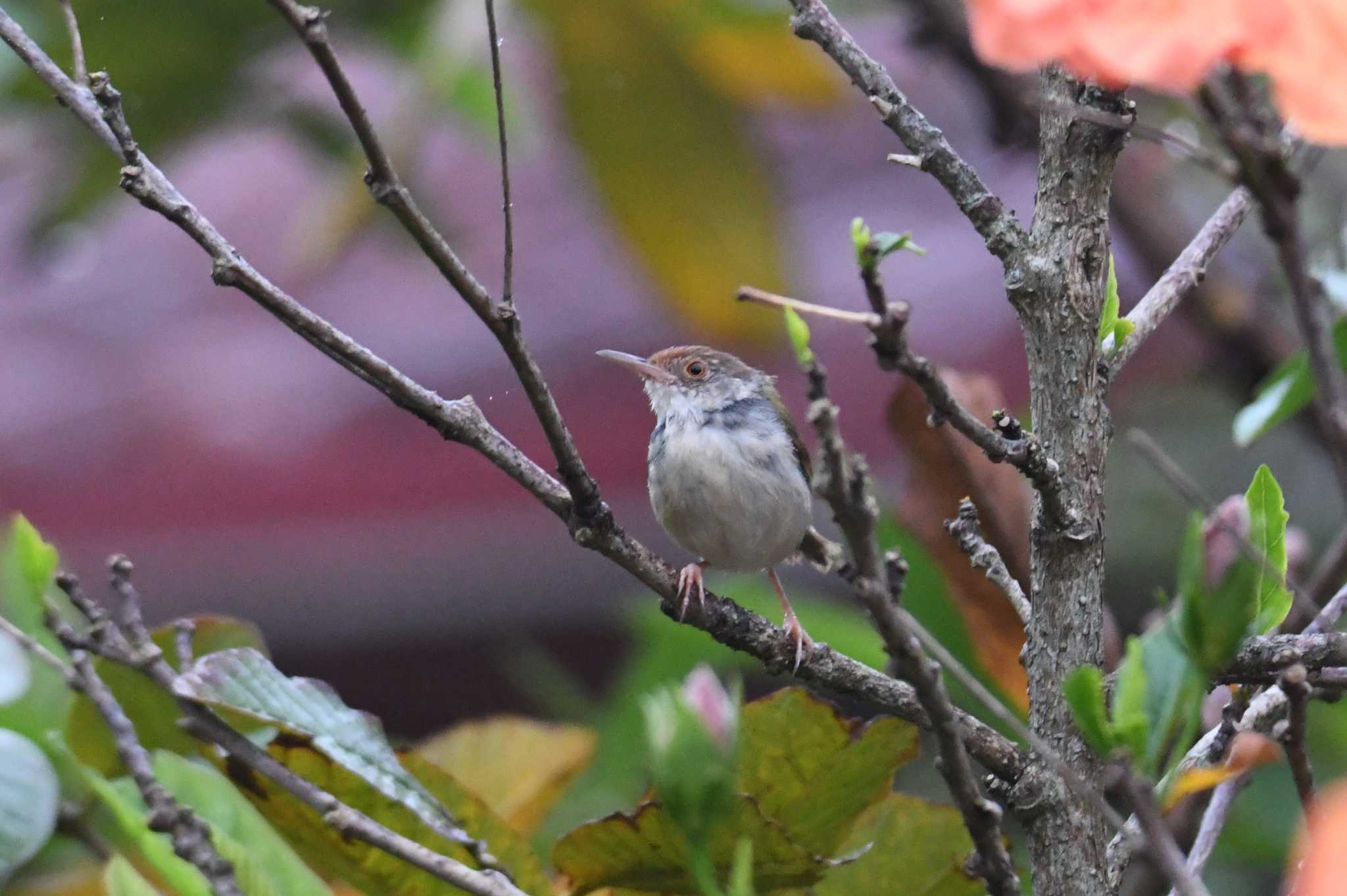 Common Tailorbird