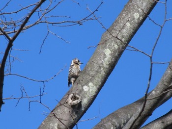 Japanese Pygmy Woodpecker ぐんまこどもの国 Sat, 3/2/2024