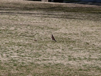 Dusky Thrush ぐんまこどもの国 Sat, 3/2/2024