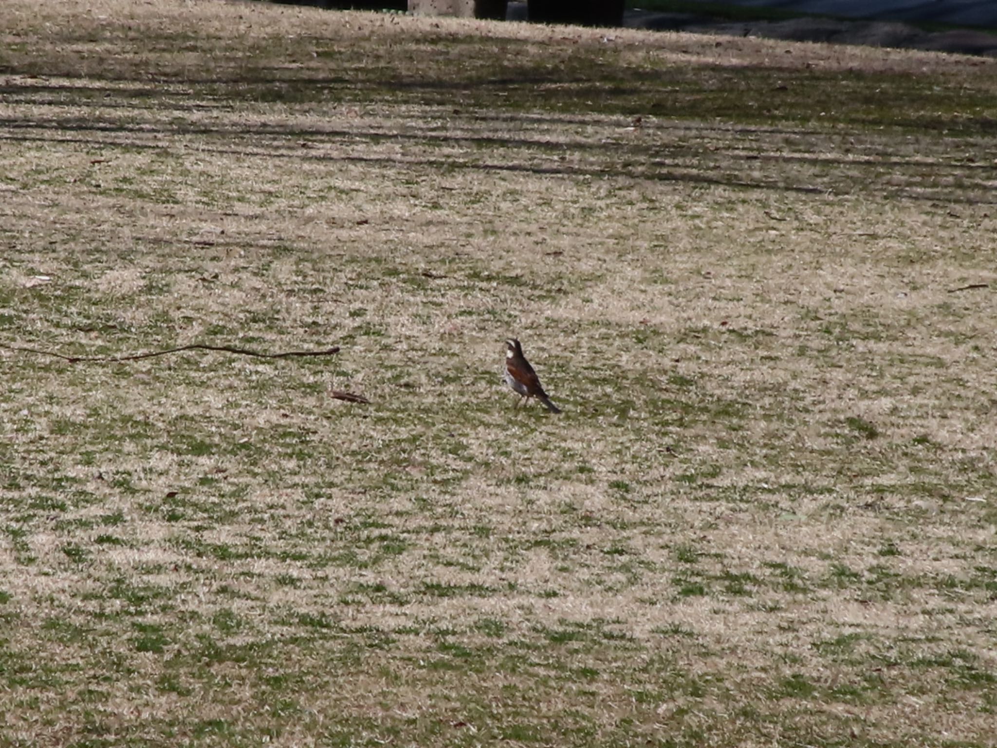 Dusky Thrush