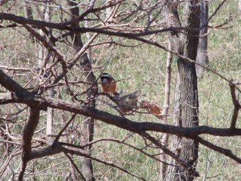 Varied Tit ぐんまこどもの国 Sat, 3/2/2024