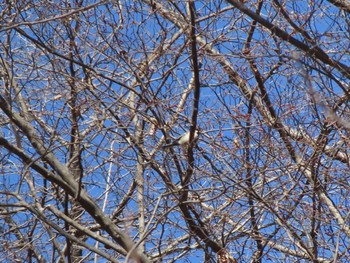 Japanese Tit ぐんまこどもの国 Sat, 3/2/2024