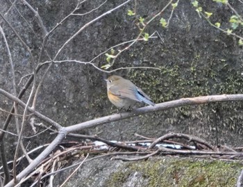 Red-flanked Bluetail 養老公園 Sat, 3/2/2024