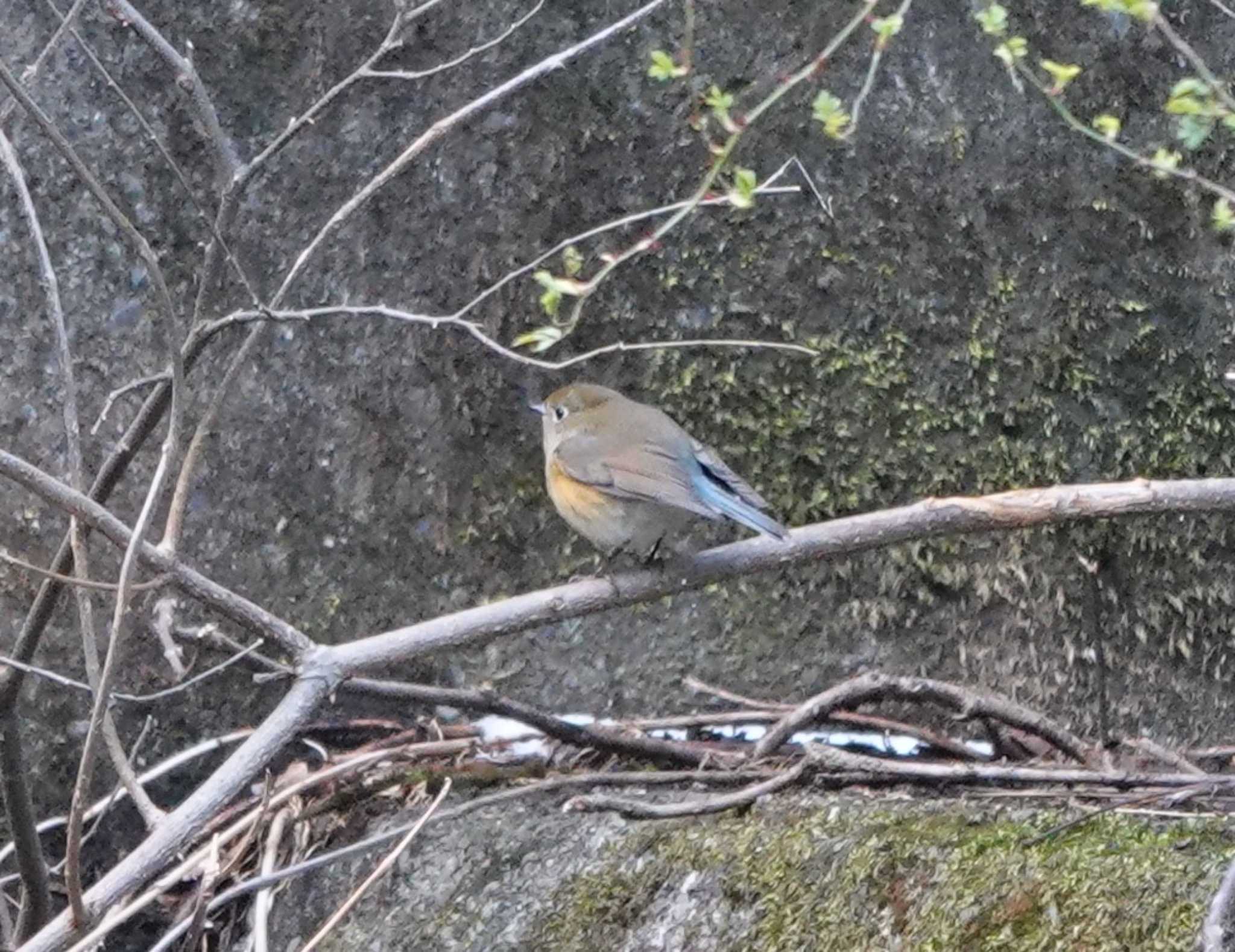 Photo of Red-flanked Bluetail at 養老公園 by 里川