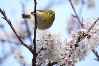 Warbling White-eye 月見の森(岐阜県) Sat, 3/2/2024