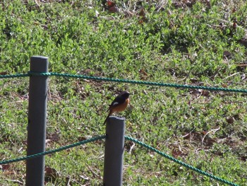 Daurian Redstart ぐんまこどもの国 Sat, 3/2/2024