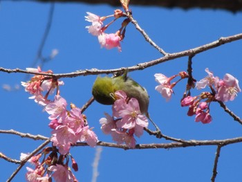 Warbling White-eye ぐんまこどもの国 Sat, 3/2/2024