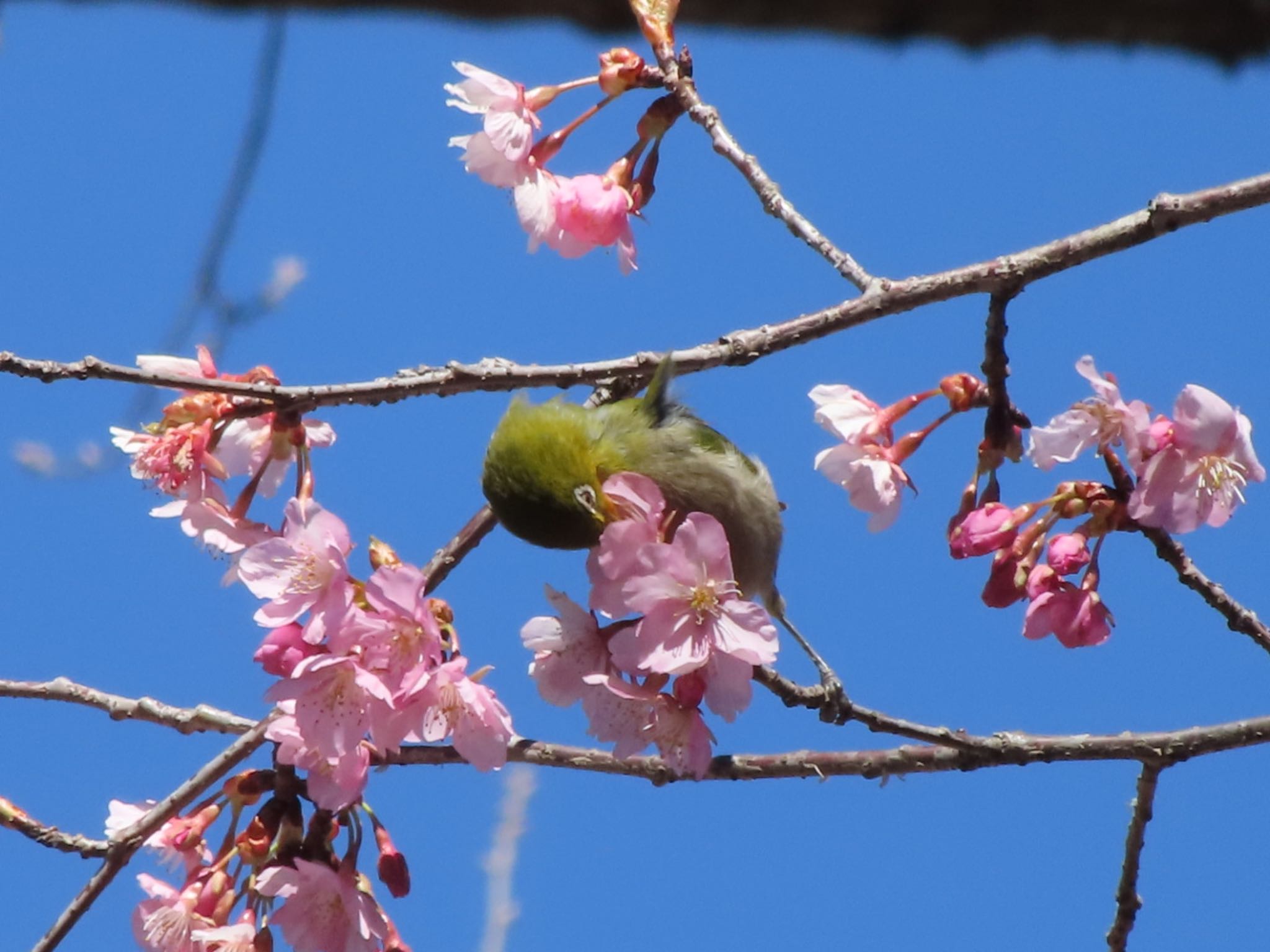 Photo of Warbling White-eye at ぐんまこどもの国 by アカウント12456