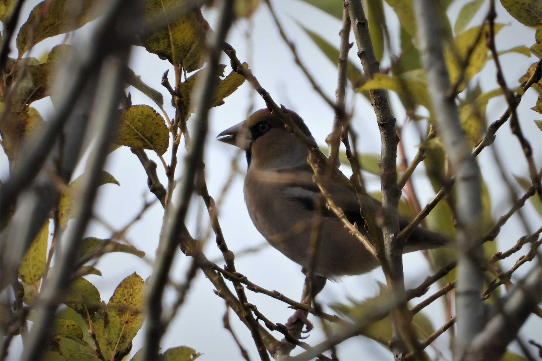 Photo of Hawfinch at 多々良沼 by merumumu