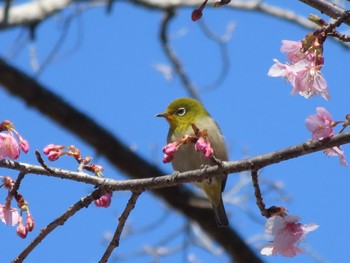 Warbling White-eye ぐんまこどもの国 Sat, 3/2/2024