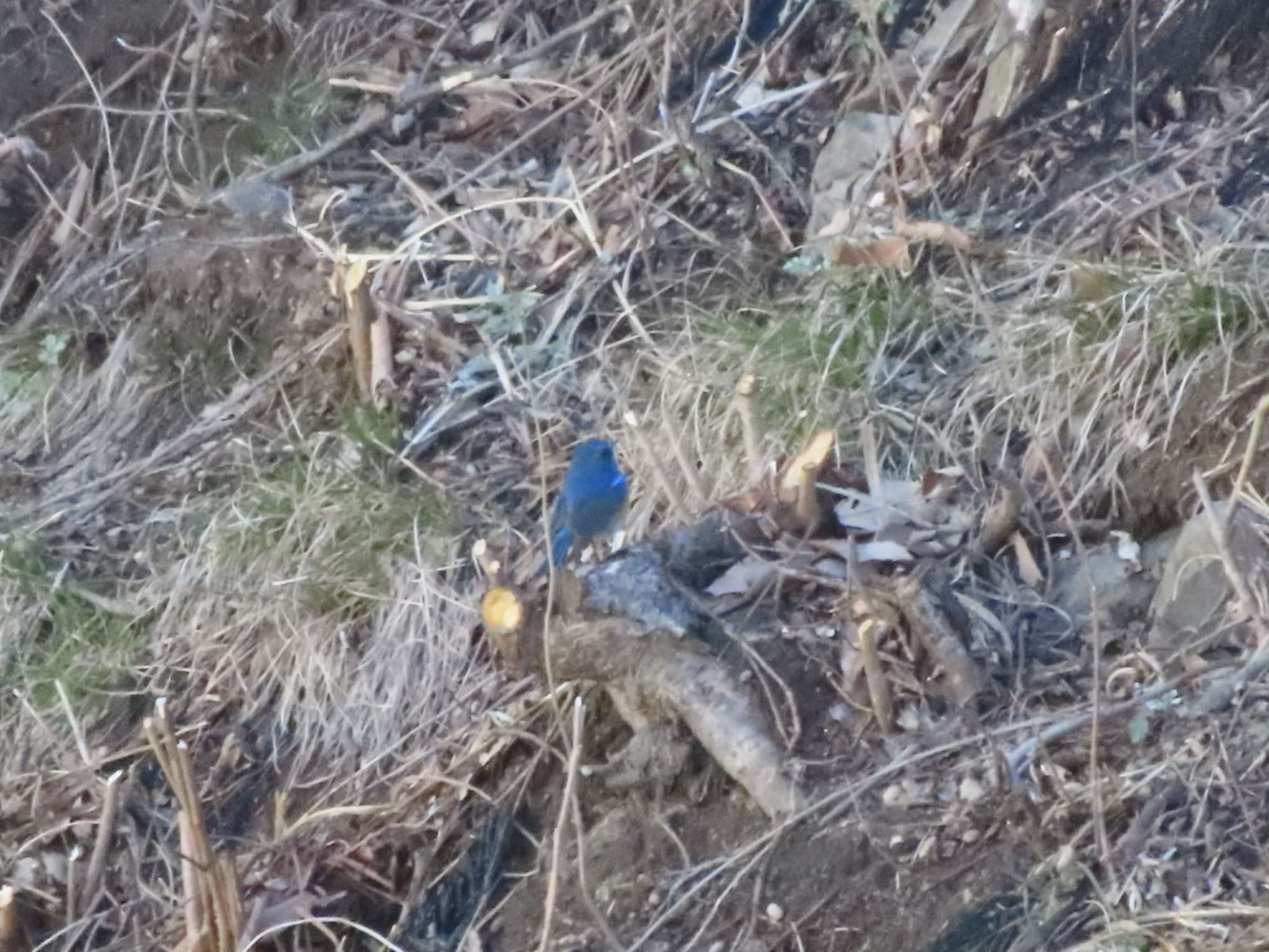 Red-flanked Bluetail