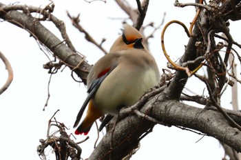 Japanese Waxwing Higashitakane Forest park Sat, 3/2/2024