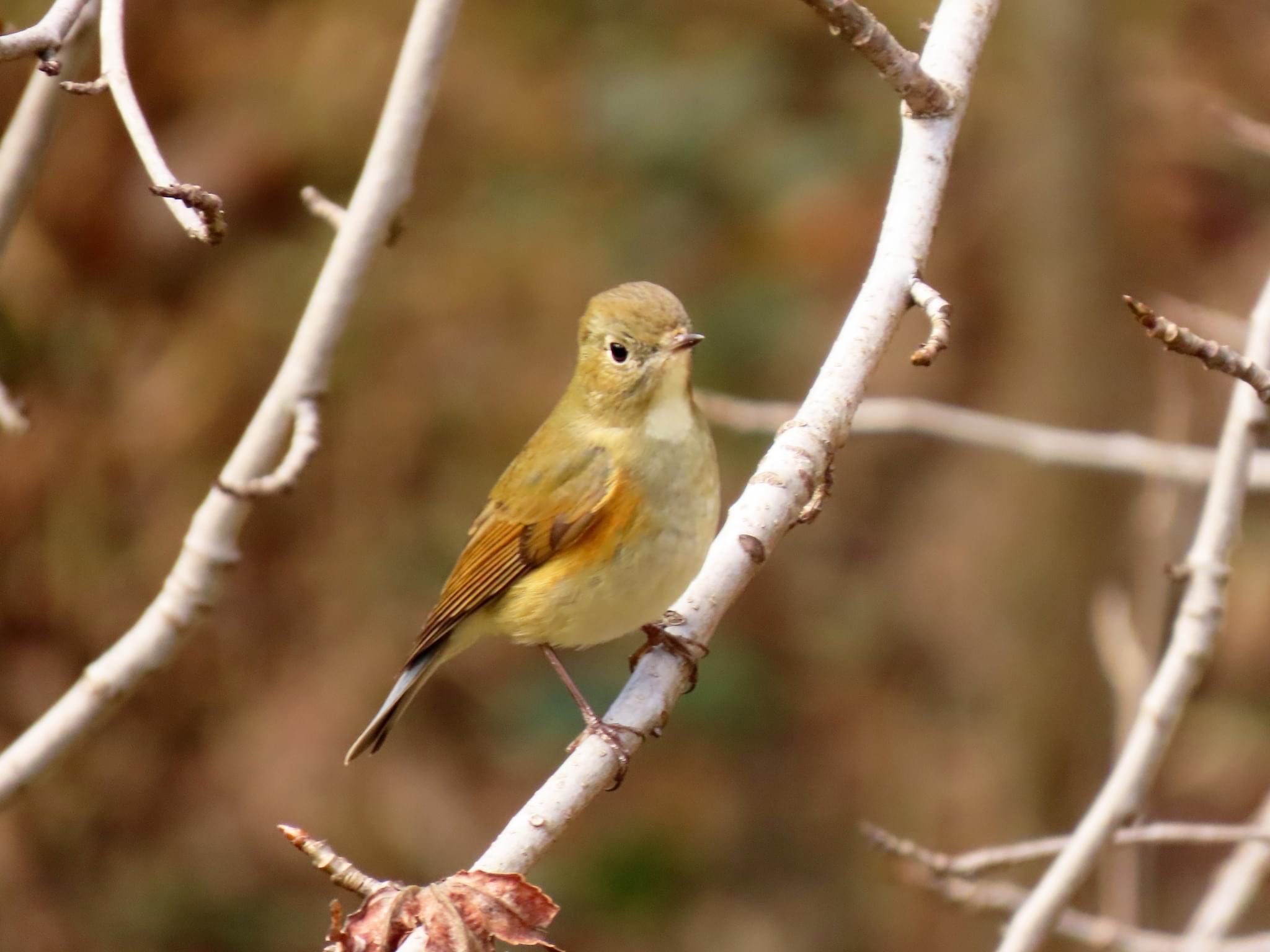 ロクハ公園(滋賀県草津市) ルリビタキの写真 by えりにゃん店長