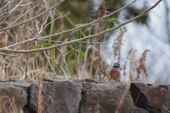 Meadow Bunting 雪入ふれあいの里公園 Sat, 3/2/2024