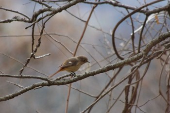 Daurian Redstart 雪入ふれあいの里公園 Sat, 3/2/2024