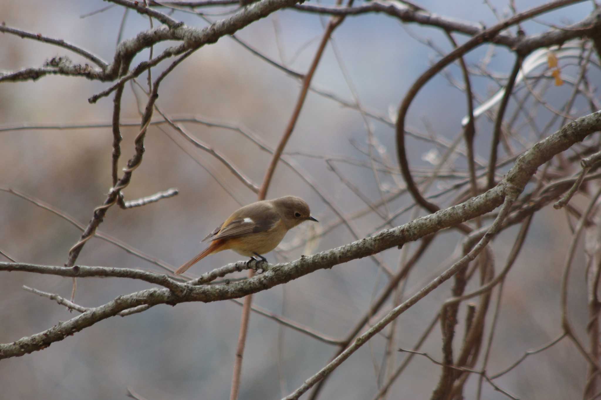 Daurian Redstart