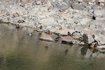 Eurasian Teal 雪入ふれあいの里公園 Sat, 3/2/2024