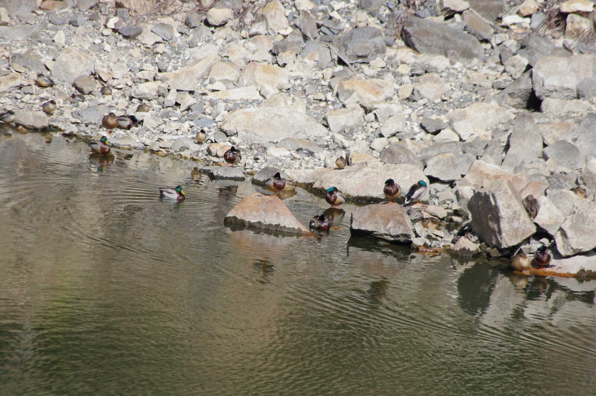 Eurasian Teal