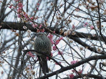 Sat, 3/2/2024 Birding report at 平和の森公園、妙正寺川