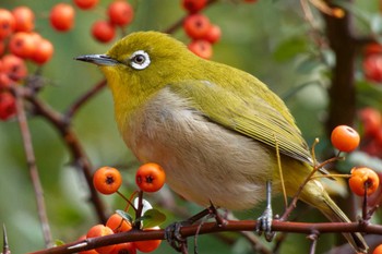 Warbling White-eye 大阪府 Sat, 3/2/2024