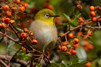 Warbling White-eye 大阪府 Sat, 3/2/2024