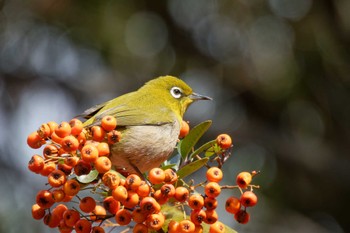 Warbling White-eye 大阪府 Sat, 3/2/2024