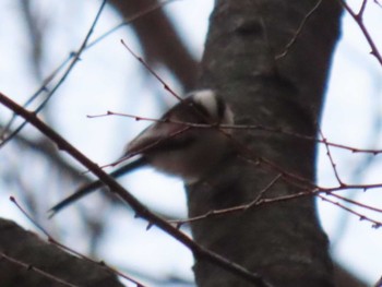 Long-tailed Tit 文京区 Sat, 3/2/2024