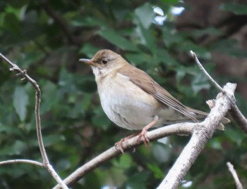 Pale Thrush 文京区 Sat, 3/2/2024