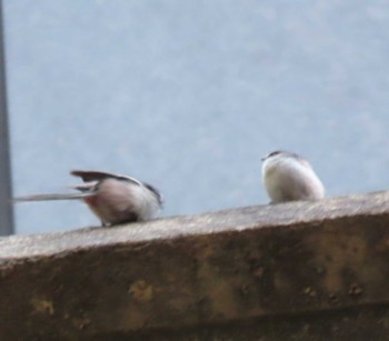 Long-tailed Tit 文京区 Sat, 3/2/2024