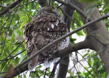 フクロウ 井の頭公園 2024年3月2日(土)