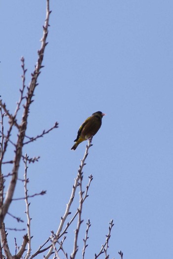 Grey-capped Greenfinch 雪入ふれあいの里公園 Sat, 3/2/2024